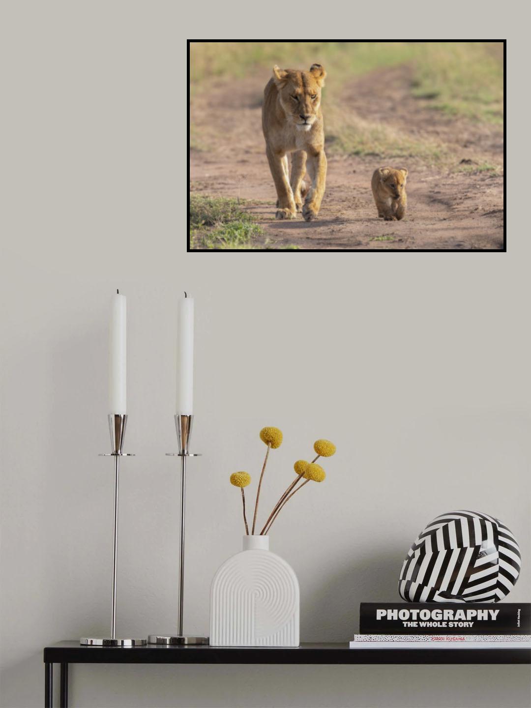 Little king Poster och Canvastavla