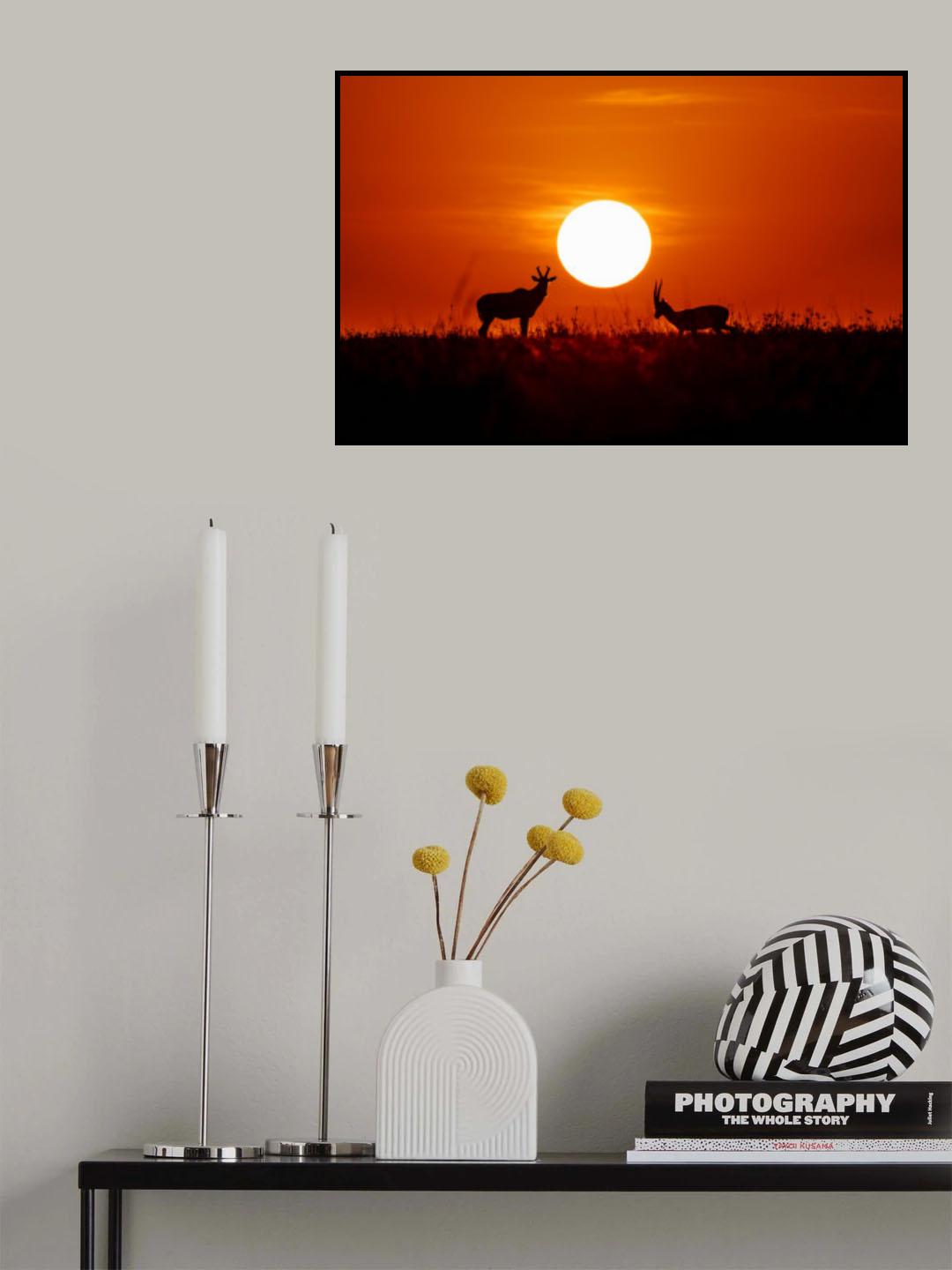 Masai Mara at Sunset Poster och Canvastavla