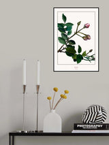 Rose Poster och Canvastavla