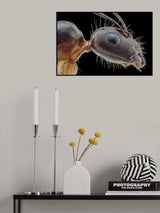 ANT Poster och Canvastavla
