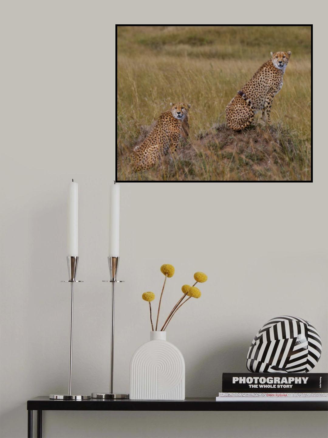 Cheetah Brothers Poster och Canvastavla
