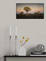 Quiver trees Poster och Canvastavla