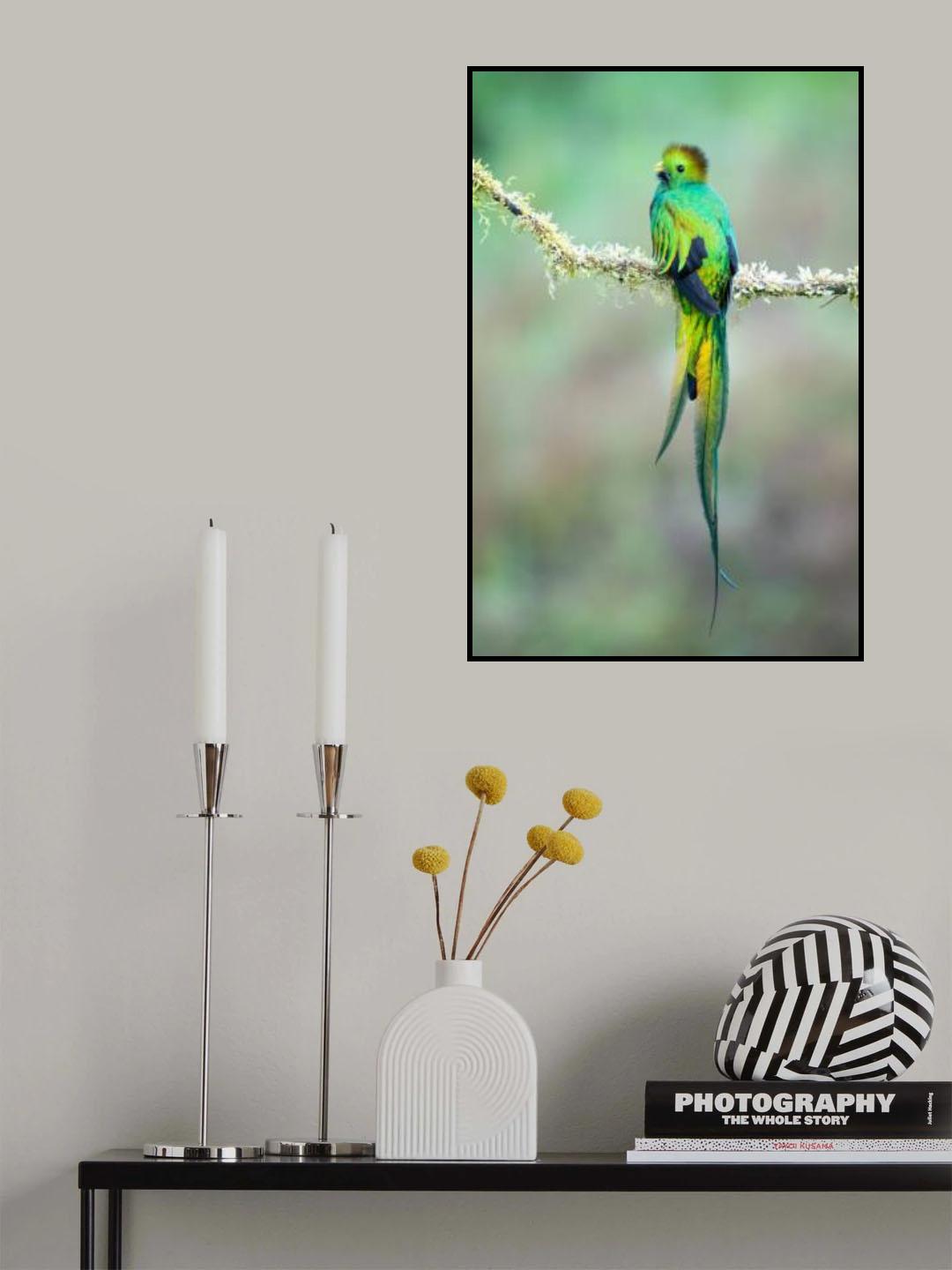 Resplendent quetzal Poster och Canvastavla