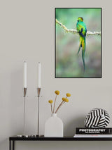 Resplendent quetzal Poster och Canvastavla