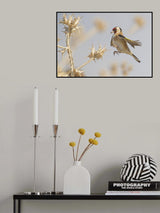 Goldfinch in a jump on thistle Poster och Canvastavla