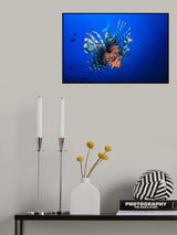 Lionfish Poster och Canvastavla