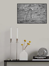 Cheetah Poster och Canvastavla
