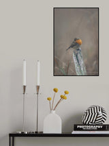 Portrait of a robin in autumn Poster och Canvastavla