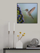 Hummingbird Poster och Canvastavla