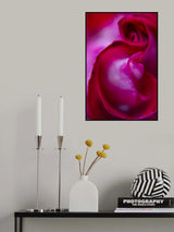 close-up of a rose Poster och Canvastavla