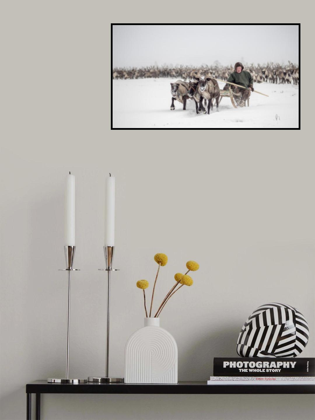 Semjon leads the herd Poster och Canvastavla