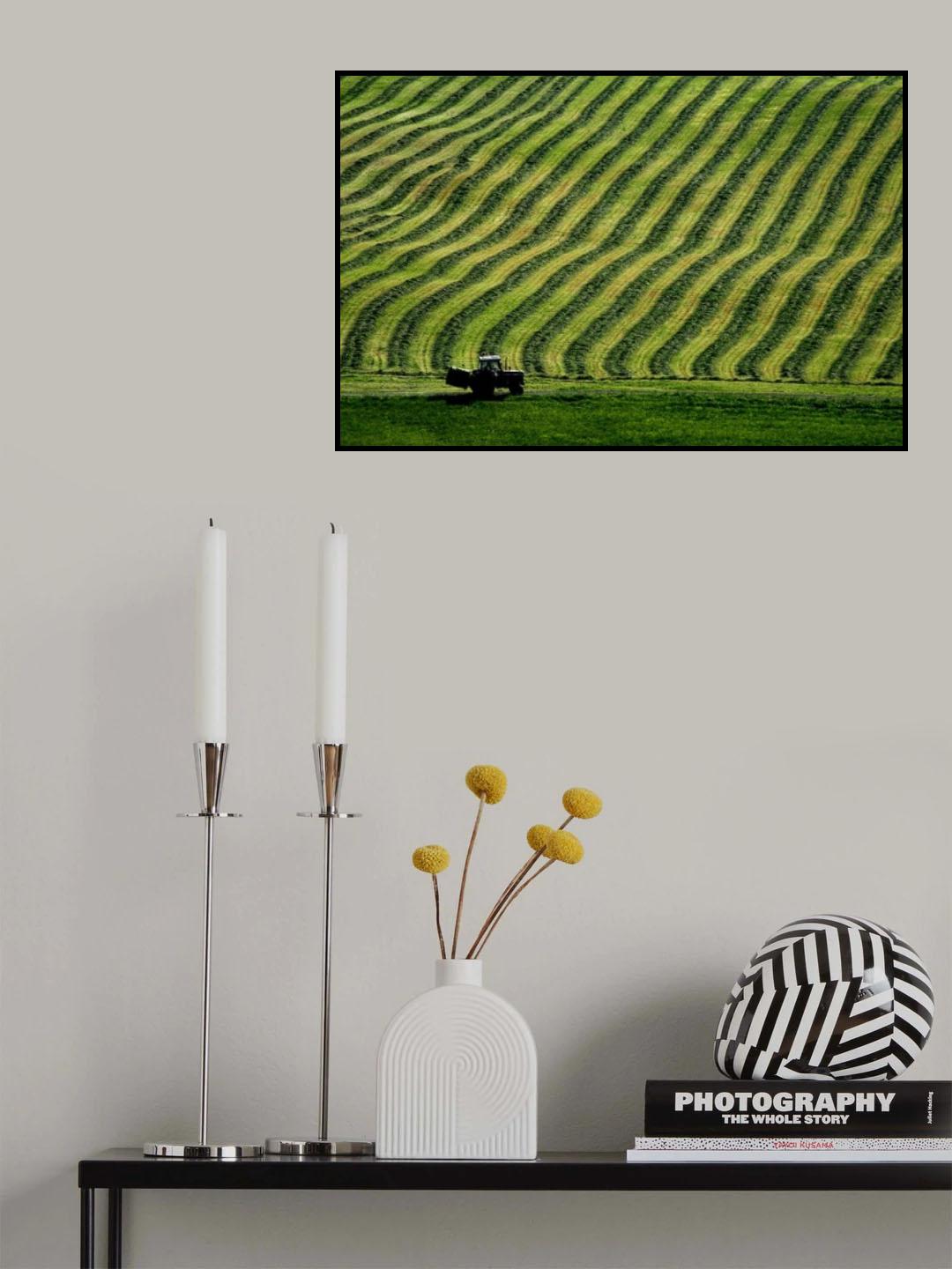 Rows of hay Poster och Canvastavla