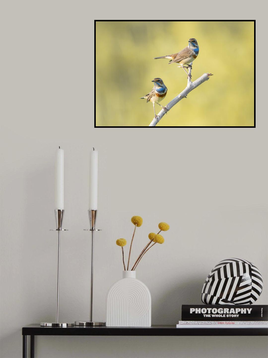 Bluethroats Poster och Canvastavla