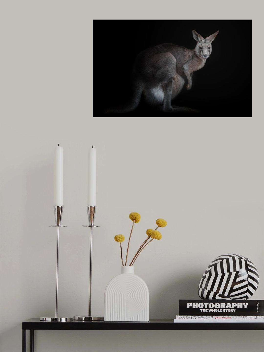 kangaroo Poster och Canvastavla