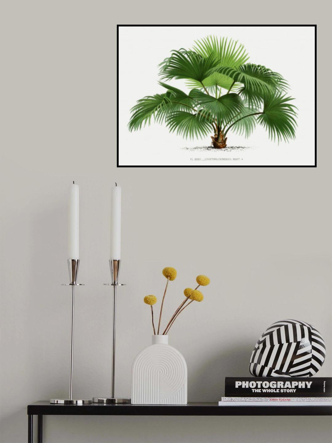 Livistona C Poster och Canvastavla