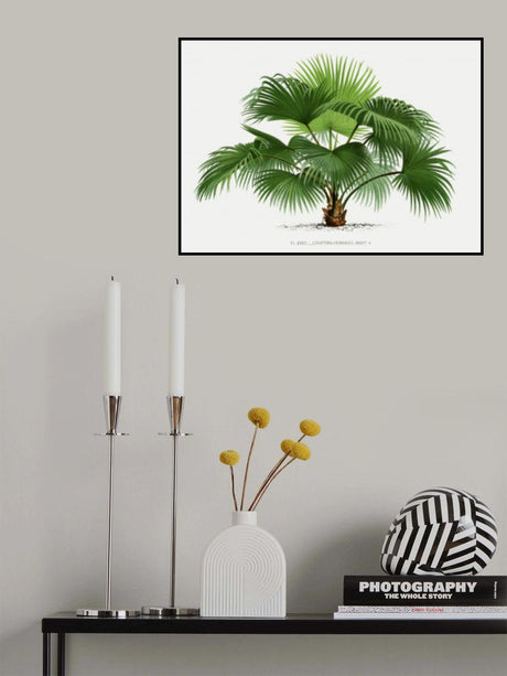 Livistona C Poster och Canvastavla