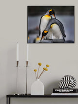 Love story of King Penguins Poster och Canvastavla