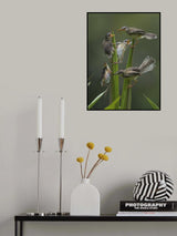 Plain Prinia Poster och Canvastavla