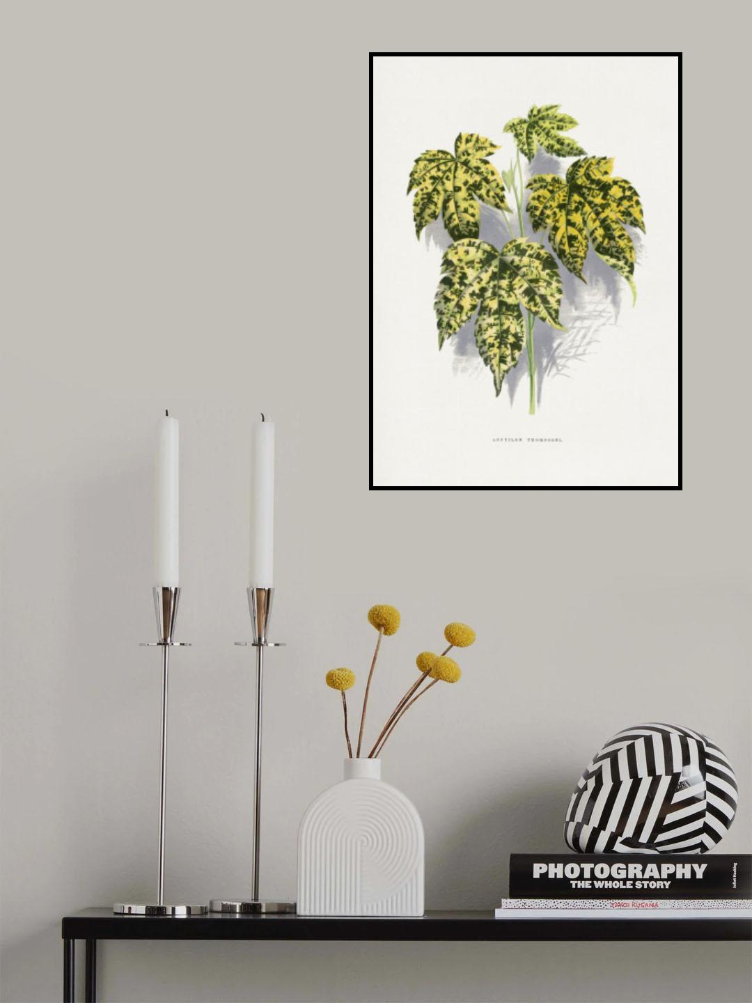Abutilon Thompsoni Leaf Illustration Poster och Canvastavla