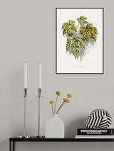 Abutilon Thompsoni Leaf Illustration Poster och Canvastavla