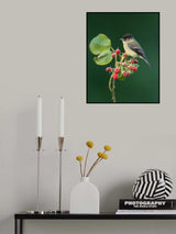 Black-capped flycatcher Poster och Canvastavla