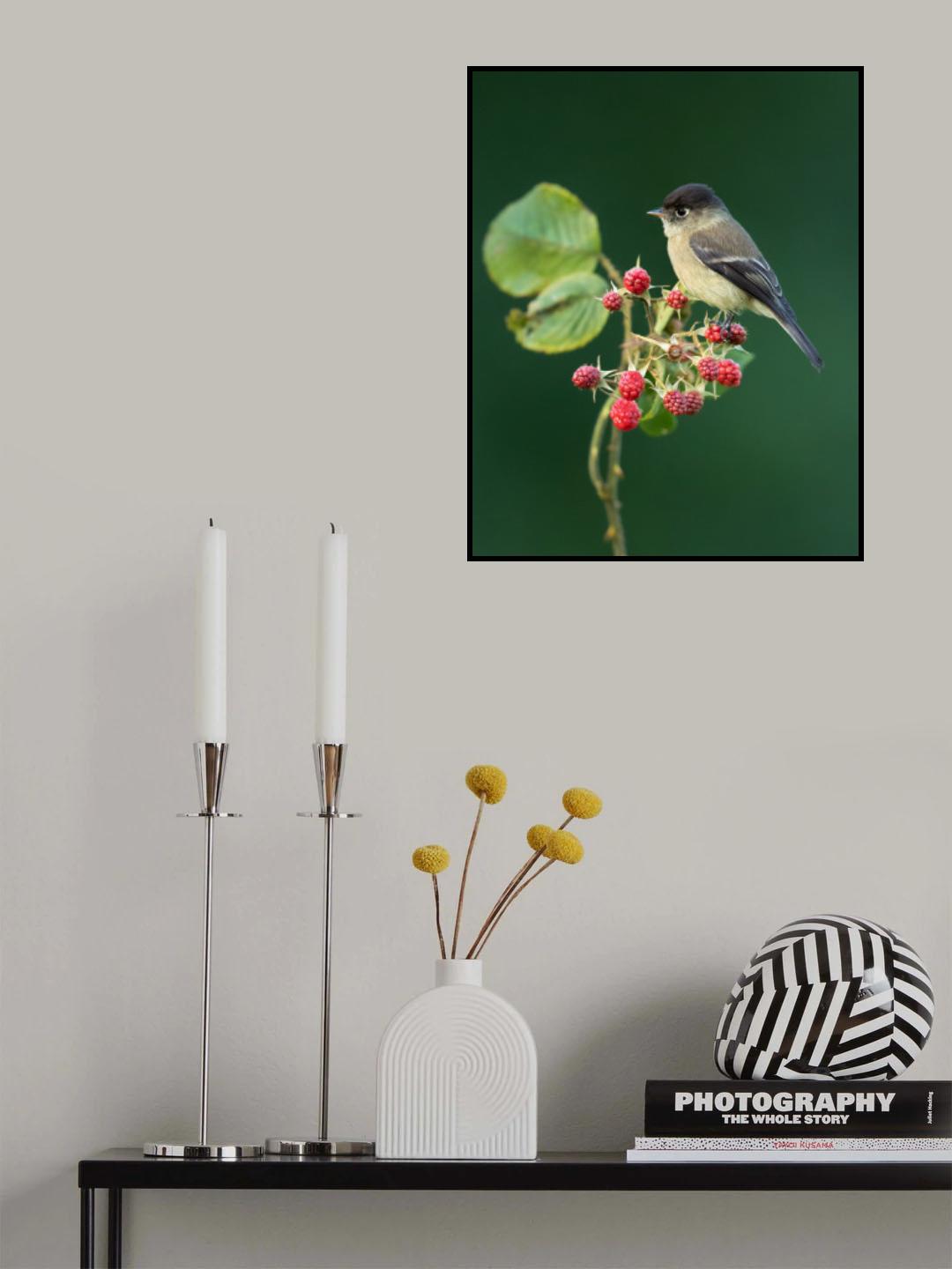 Black-capped flycatcher Poster och Canvastavla