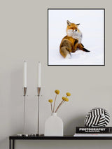 Winterfox Poster och Canvastavla