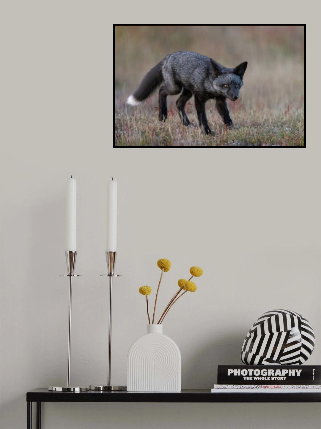 Black Fox Poster och Canvastavla