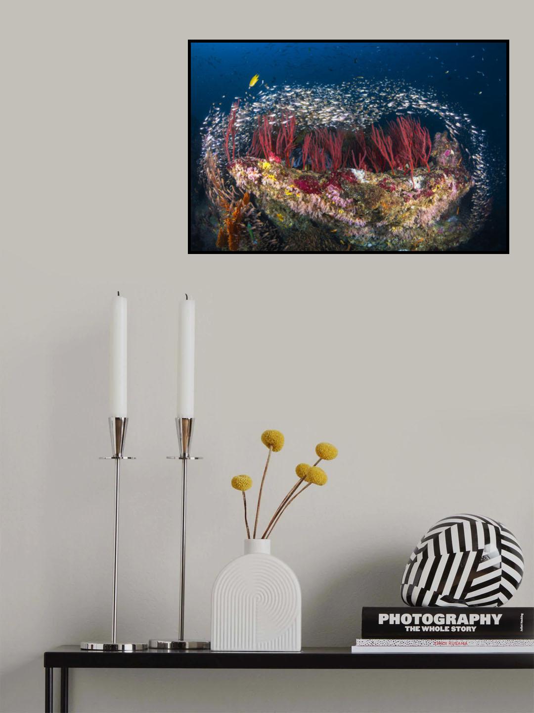Life of Reef Poster och Canvastavla