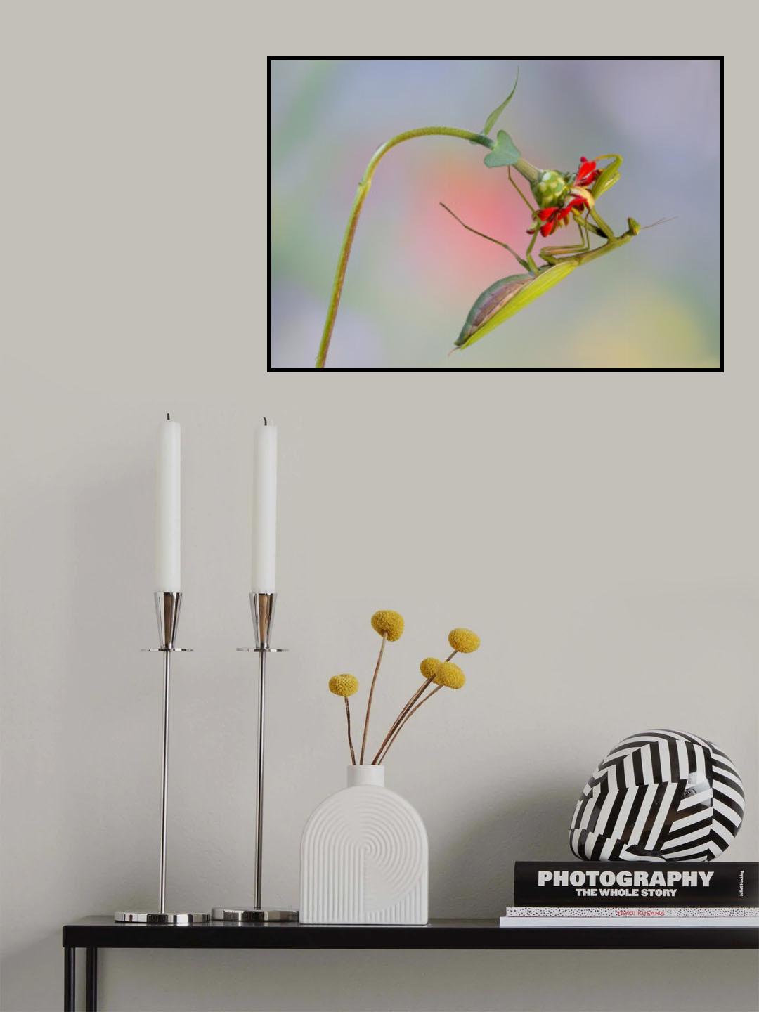 Equilibrist Poster och Canvastavla
