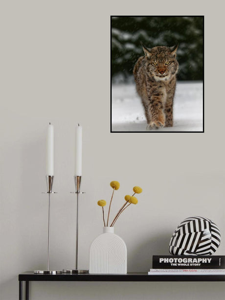 Meet the lynx Poster och Canvastavla