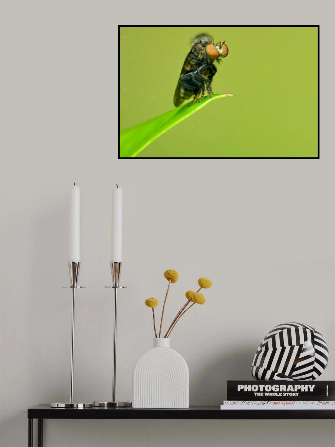Asilidae02 Poster och Canvastavla