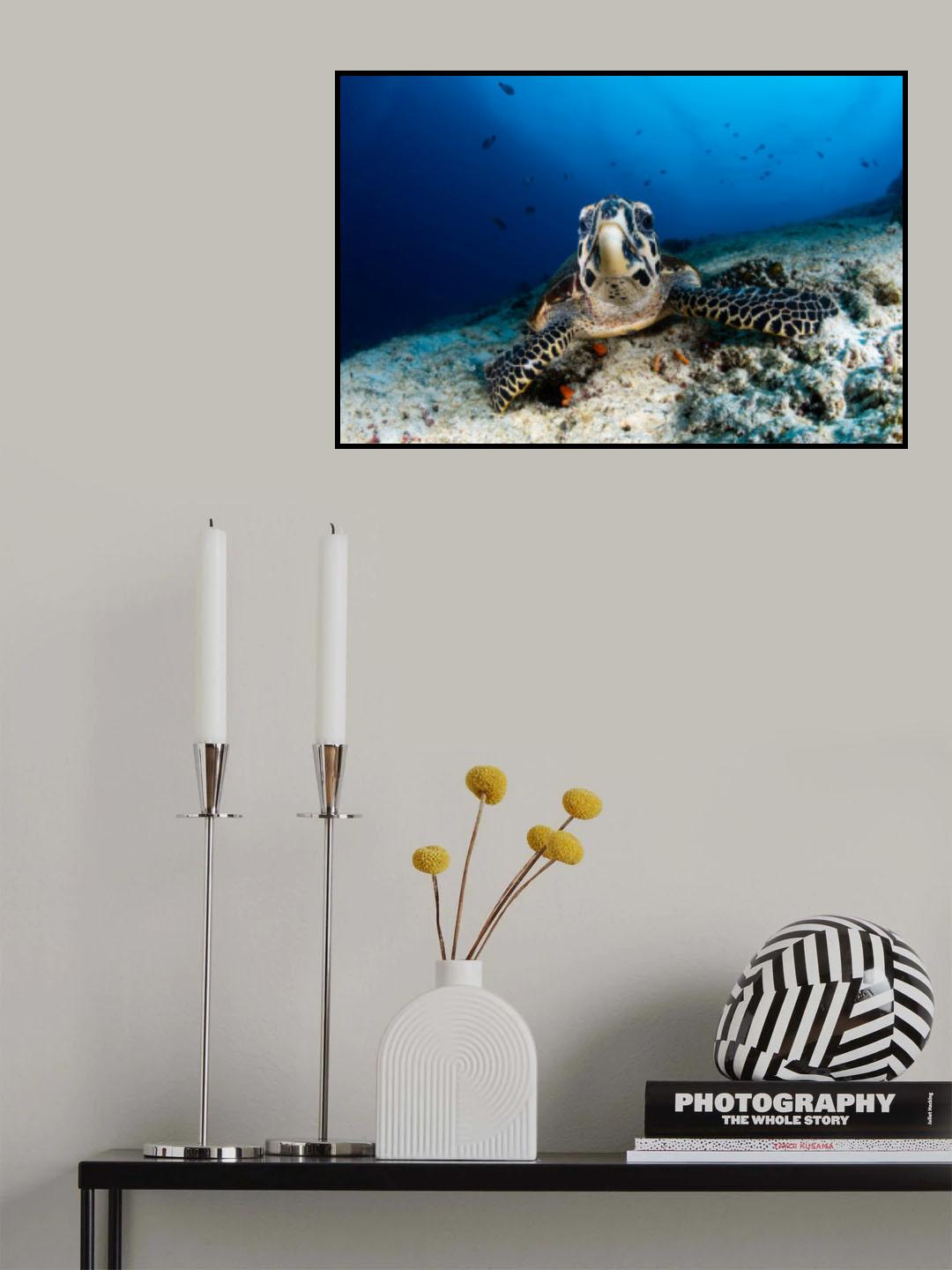 Sea turtle Looking at you Poster och Canvastavla
