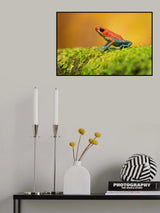 Granular poison frog Poster och Canvastavla