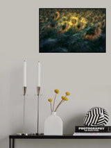 Sunflower Poster och Canvastavla