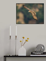Red-tailed Hawk Poster och Canvastavla