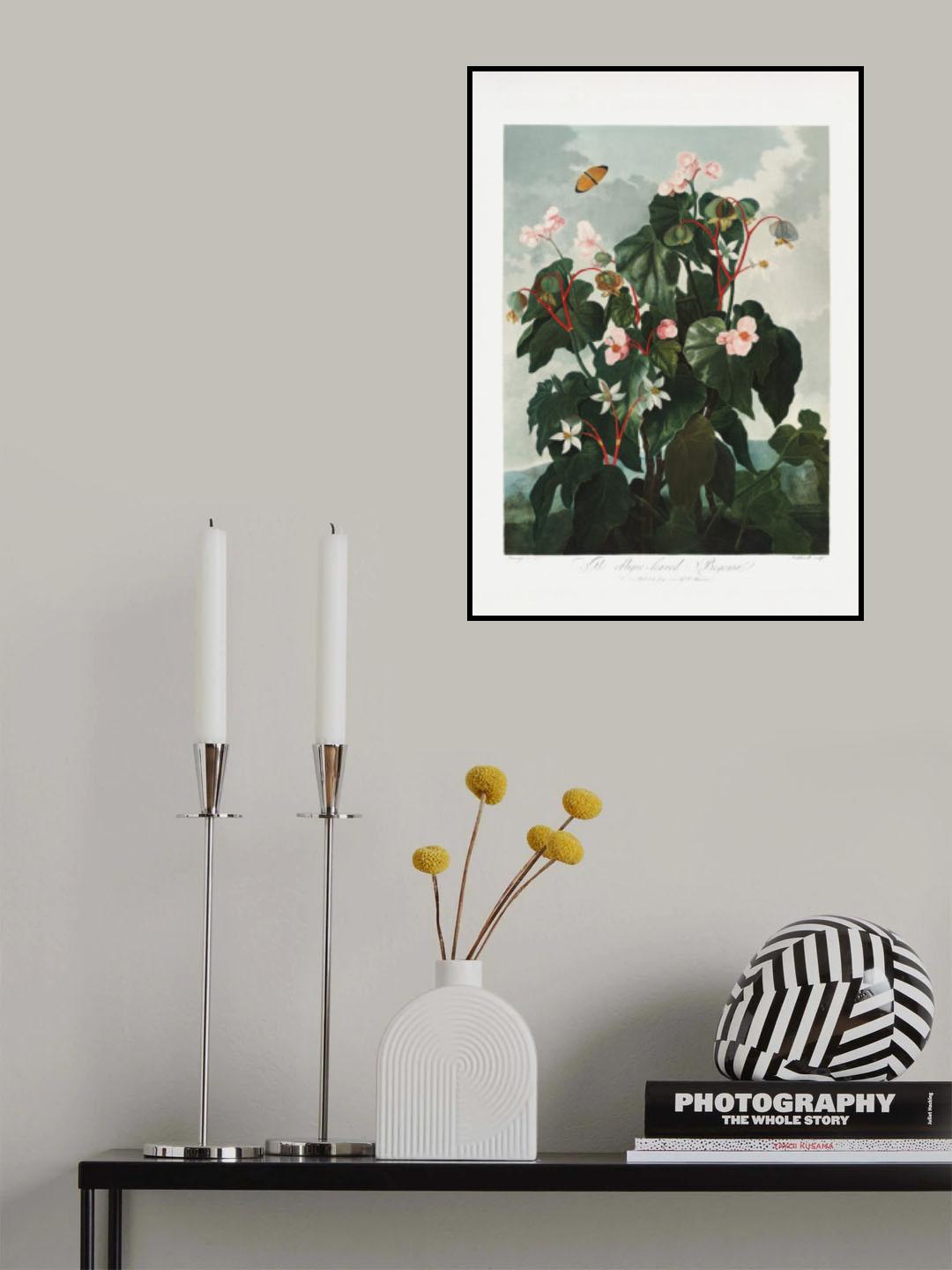 The Oblique–Leaved Begonia from The Temple of Flora (1807) Poster och Canvastavla