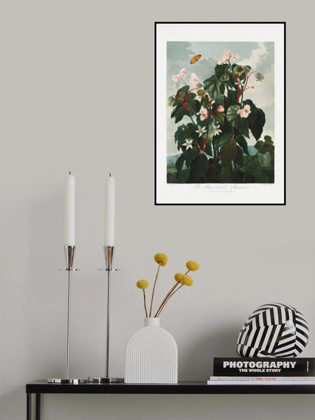 The Oblique–Leaved Begonia from The Temple of Flora (1807) Poster och Canvastavla
