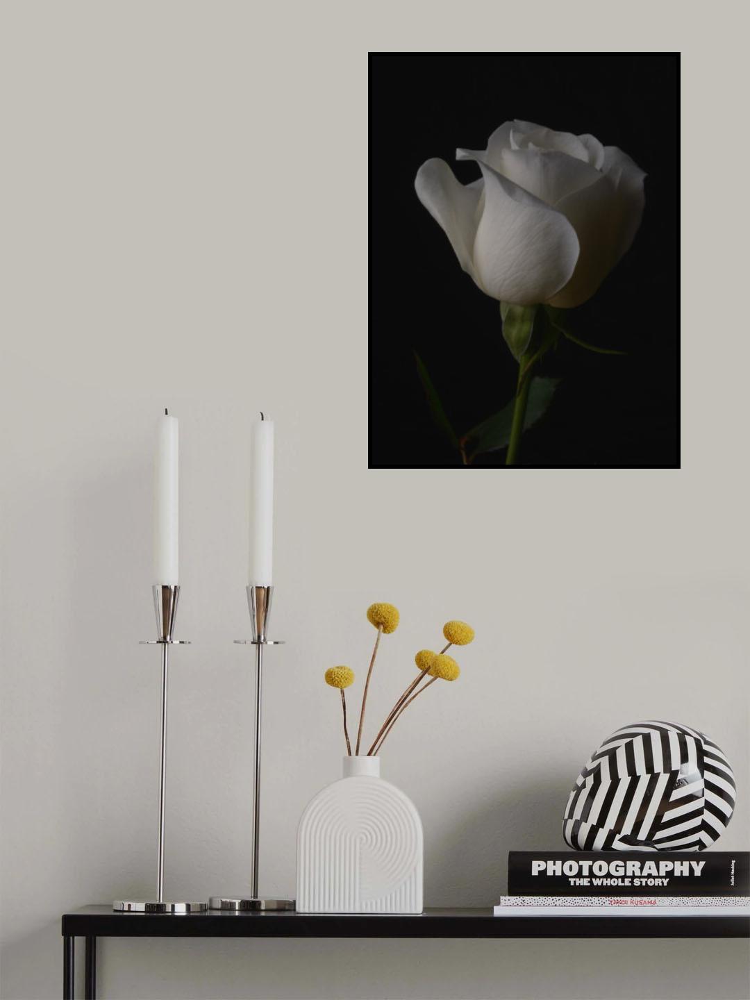 white rose Poster och Canvastavla