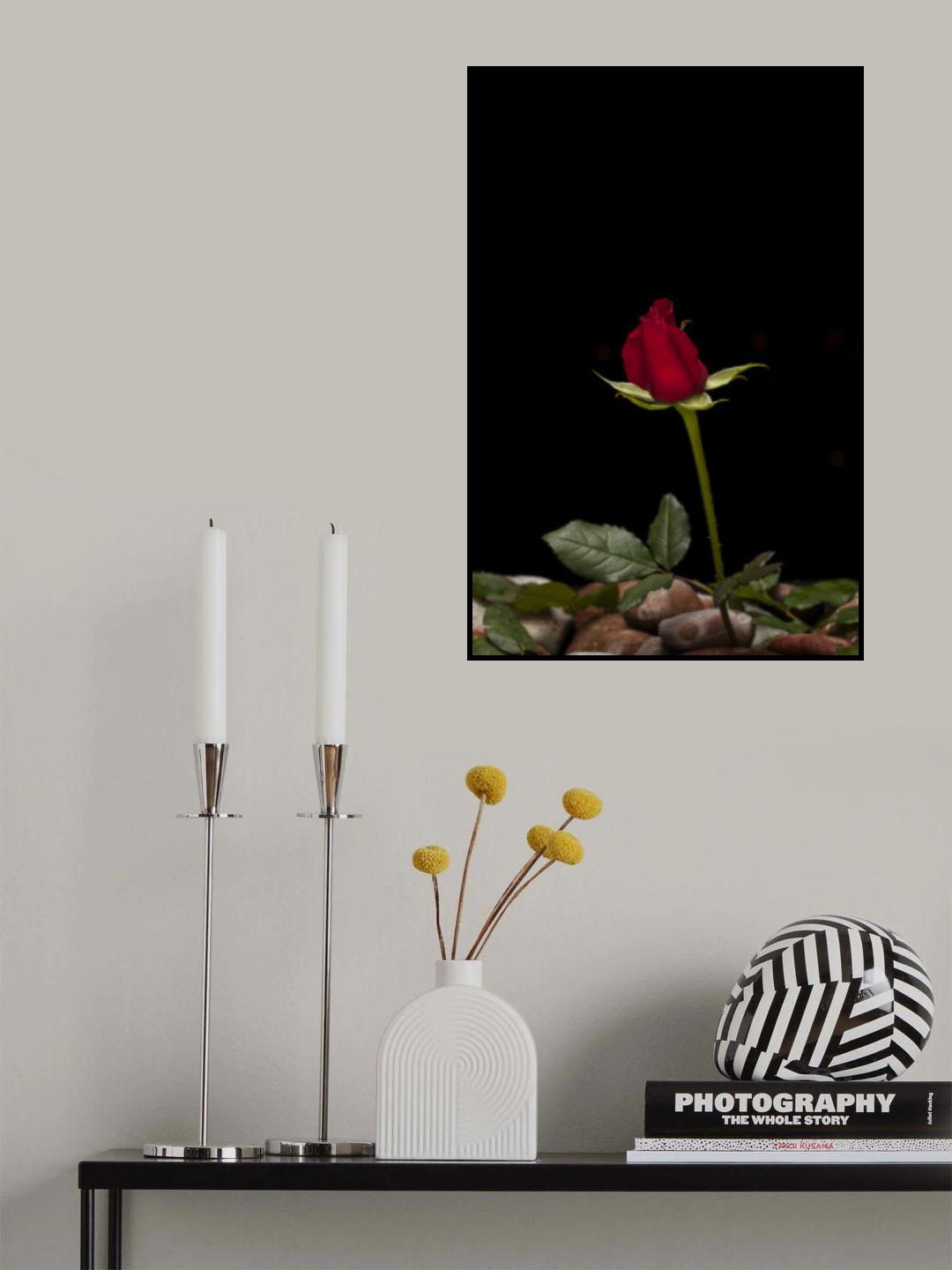 red rose Poster och Canvastavla