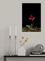 red rose Poster och Canvastavla