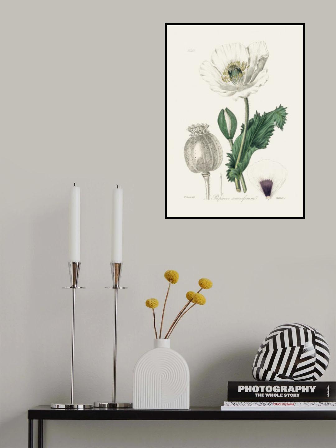 Opium Poppy (papaver Somniferum) Medical Botany Poster och Canvastavla