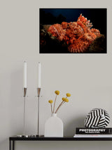 Scorpion fish Poster och Canvastavla