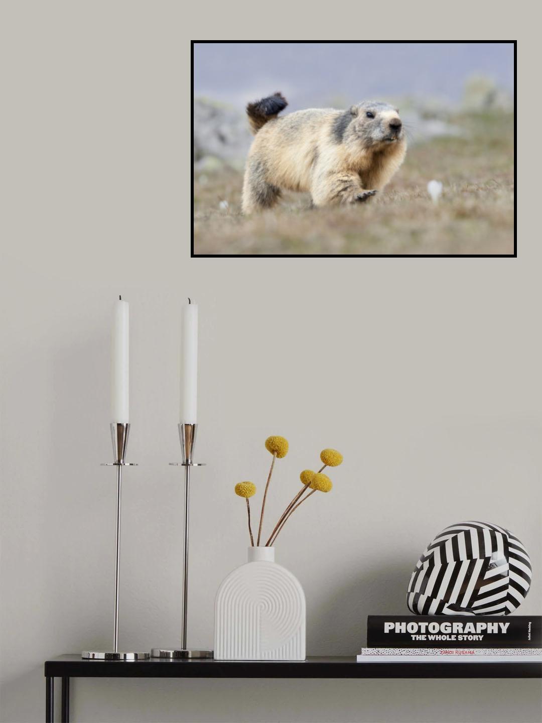 Marmot Poster och Canvastavla