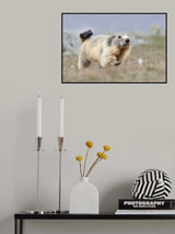 Marmot Poster och Canvastavla
