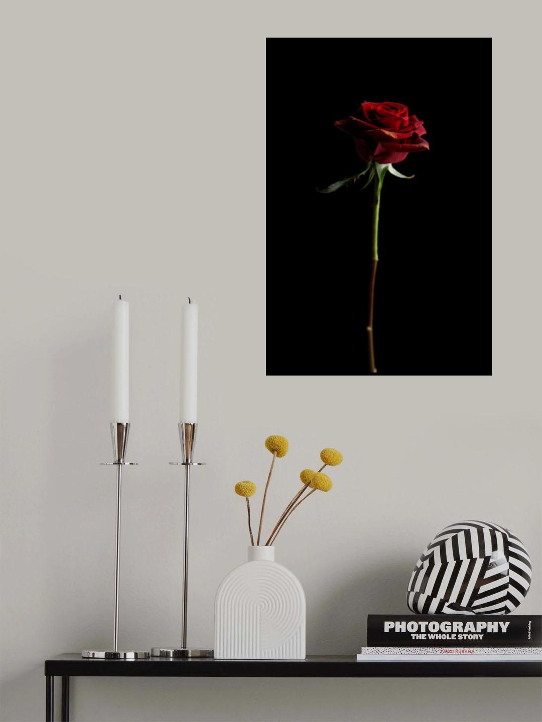 red rose Poster och Canvastavla