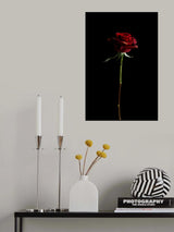red rose Poster och Canvastavla