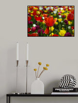 colorful tulips Poster och Canvastavla