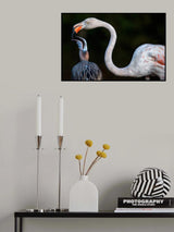 Mother flamingo with chick Poster och Canvastavla