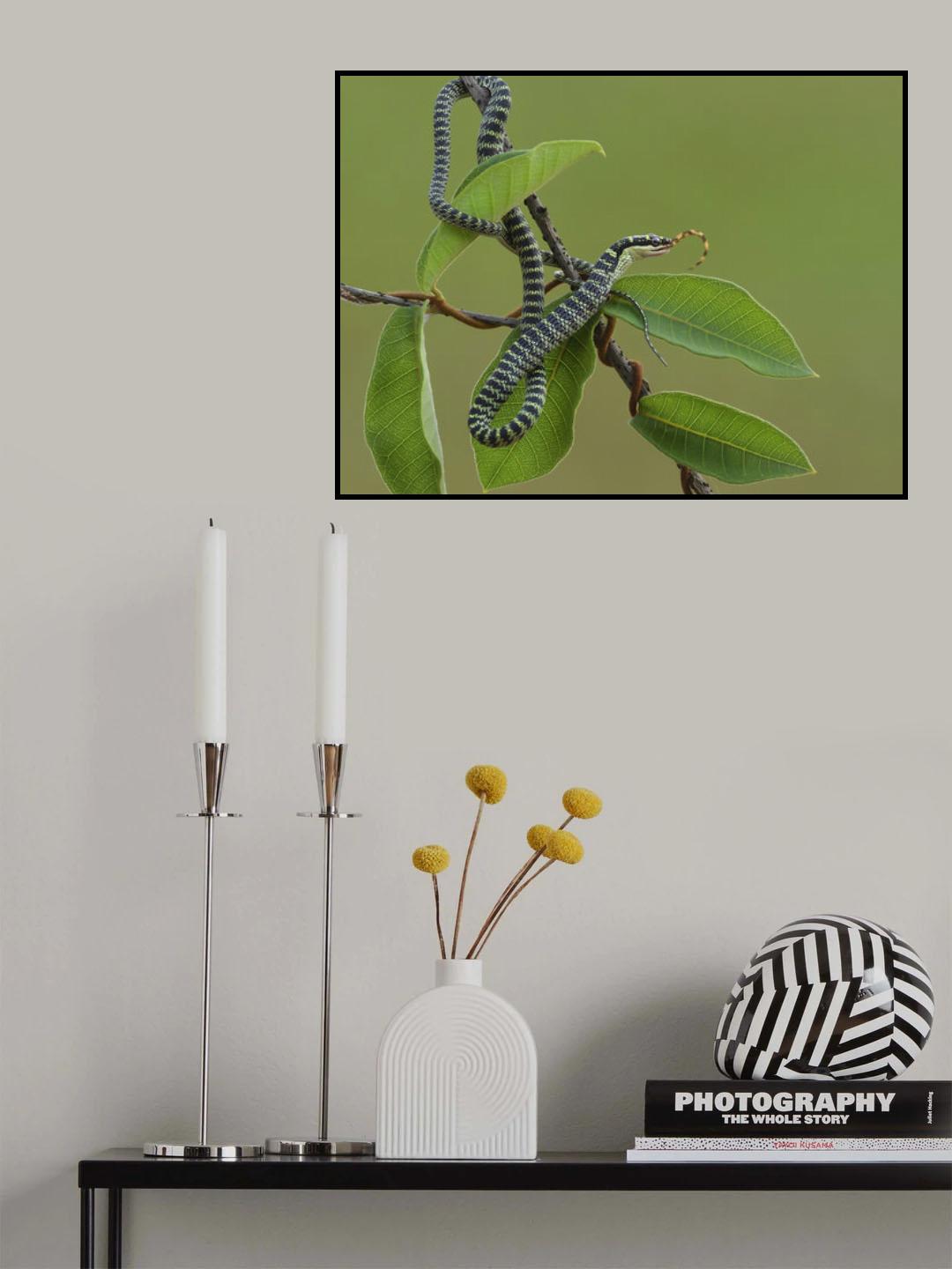 Chrysopelea ornata Poster och Canvastavla